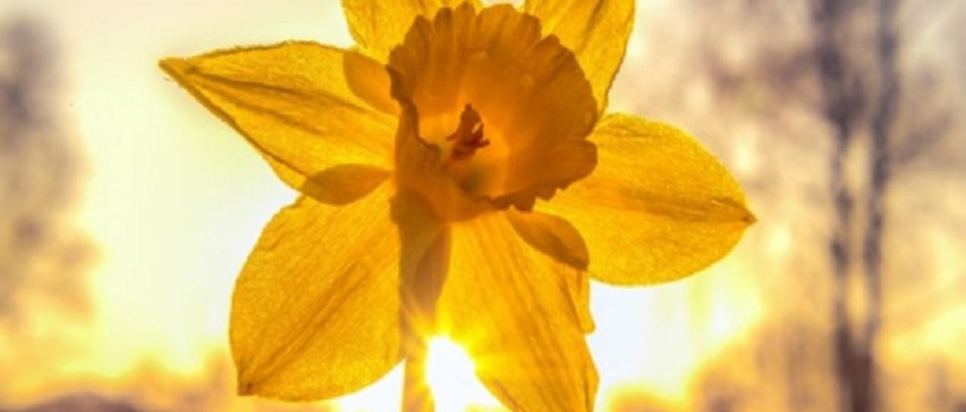 a daffodil in the sunshine