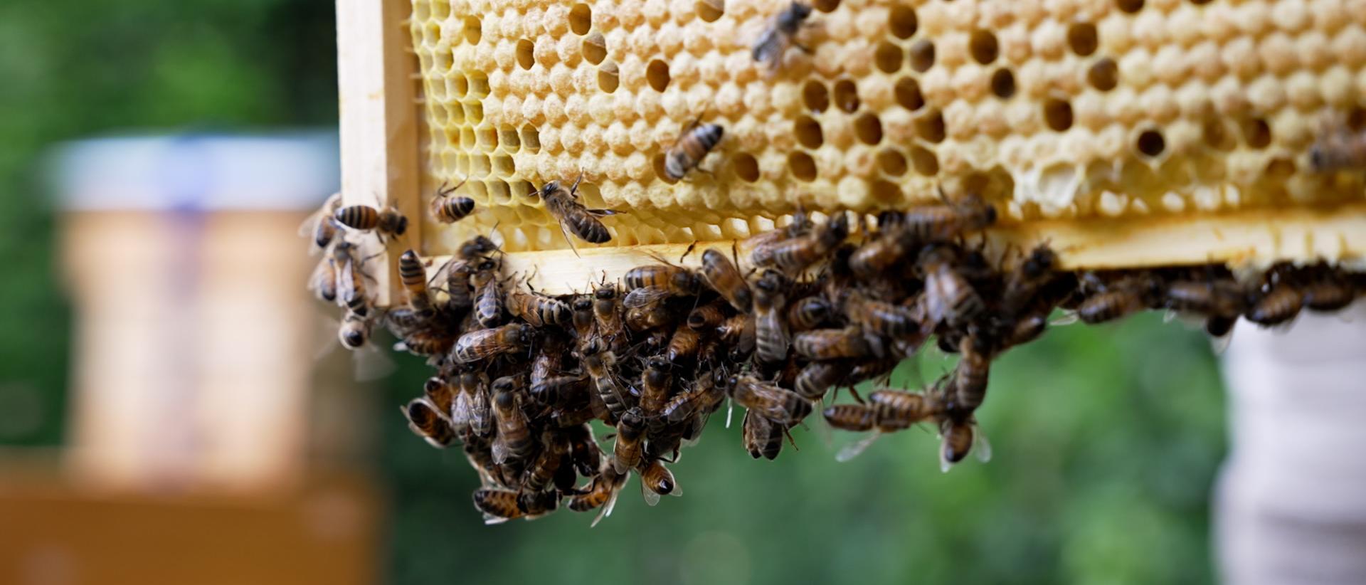 photo of some bees around a hive